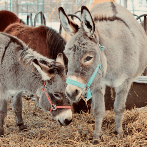 petting zoo donkeys