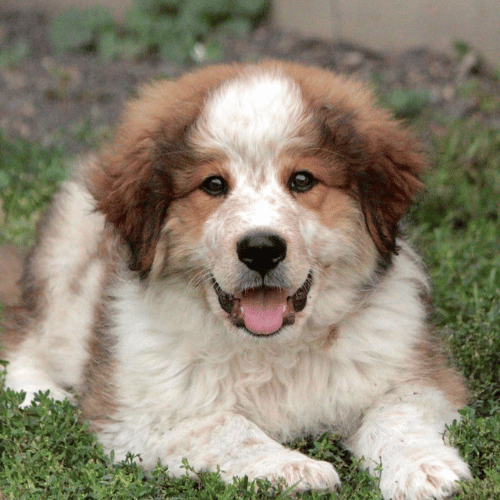 puppy