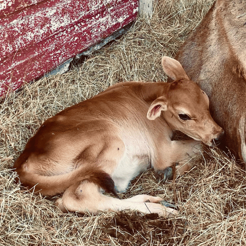 calf