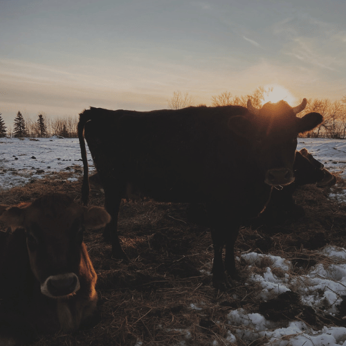 cows