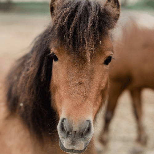 horse