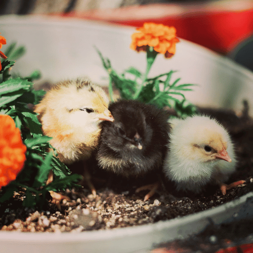 chicks