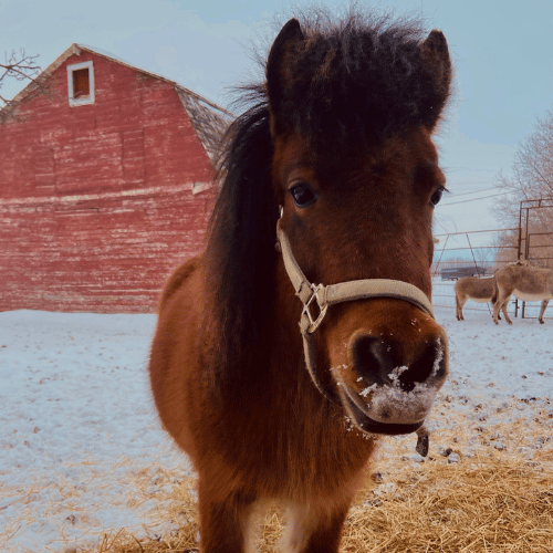 horse