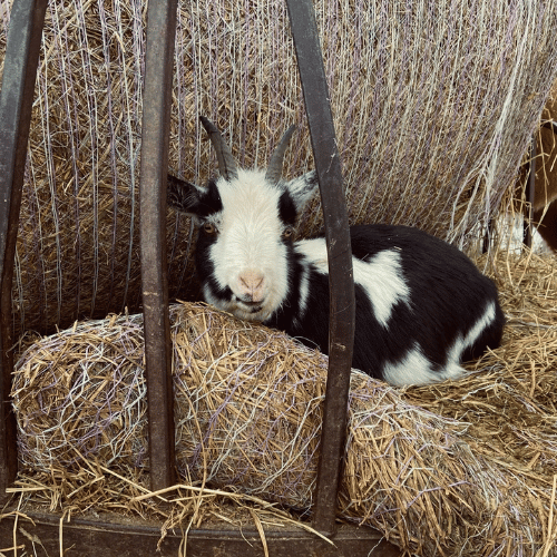 baby goat