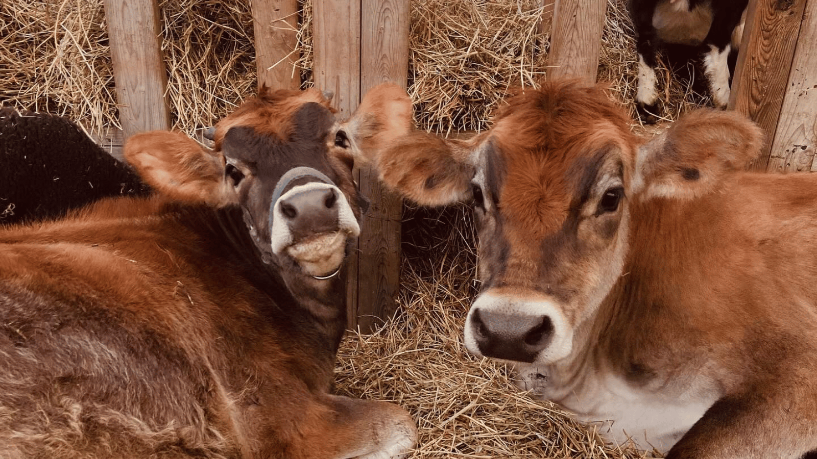 background image of cows