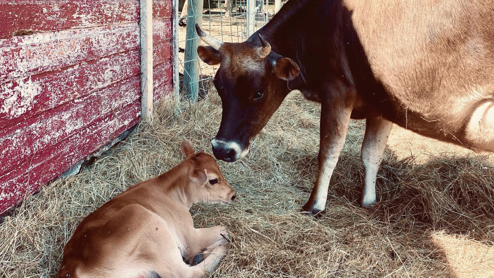 background image of cows